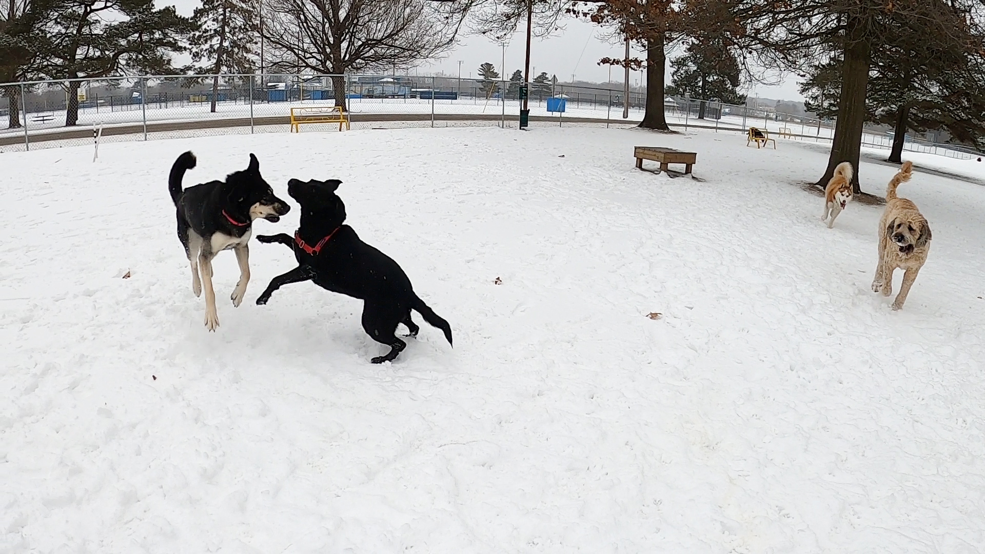 Home Run Dog Park Videos – Home Run Dog Park